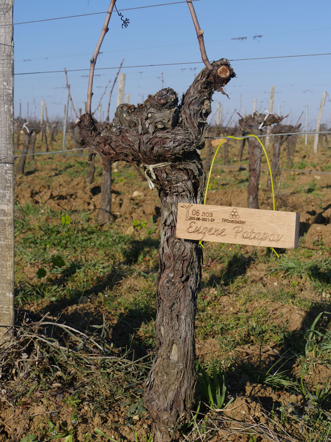 Виноградник на урожай